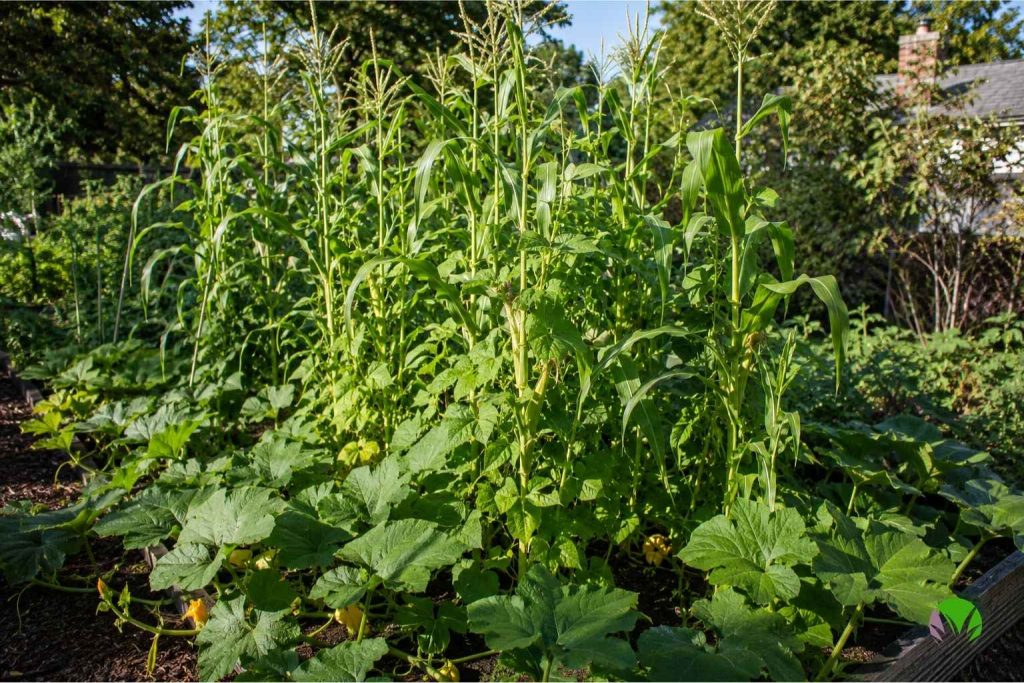 Sweetcorn growing with climbing beans and squash in a Three Sisters companion planting arrangement