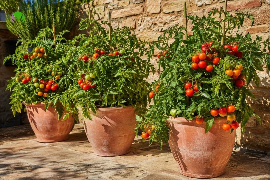 Bush tomato plants in large terracotta pots with ripening red fruit on a sunny UK patio