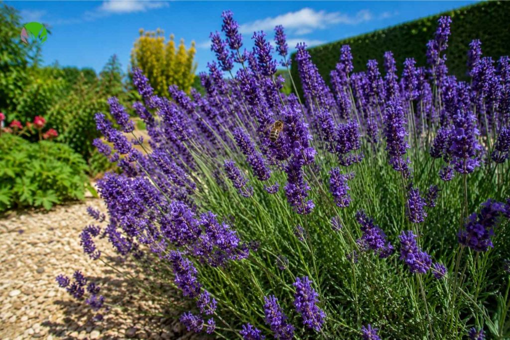 English lavender in flower in a sunny UK garden border