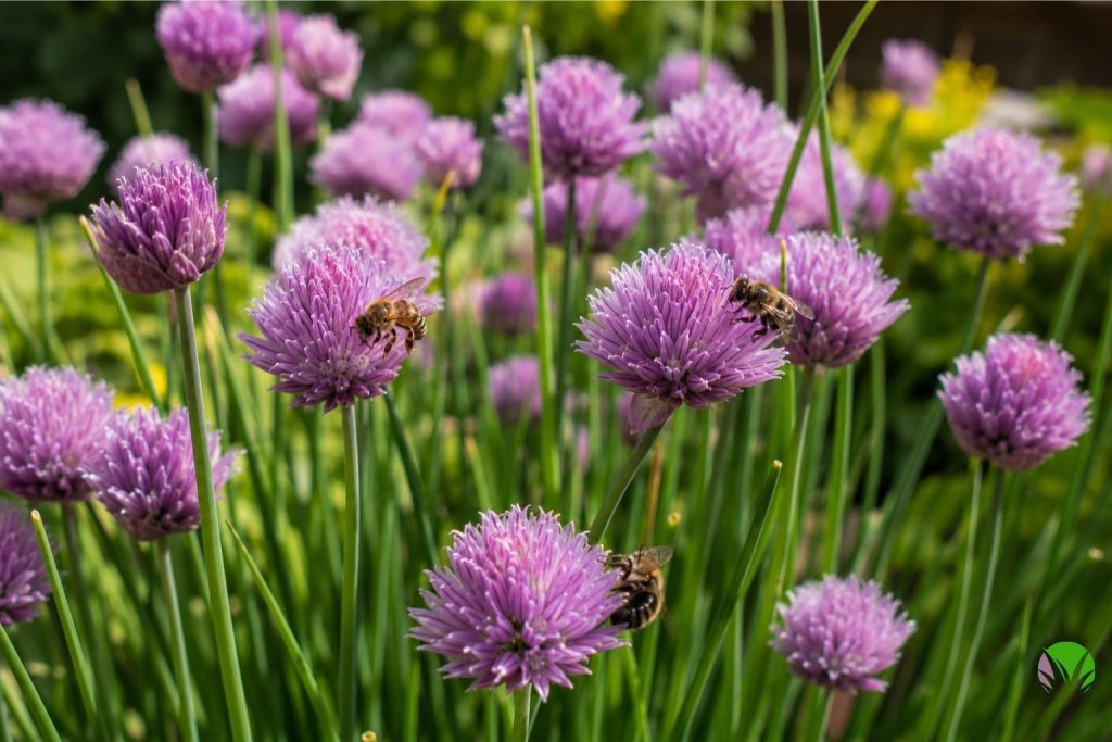 Round purple-pink chive flower heads in bloom with bees visiting in a UK garden