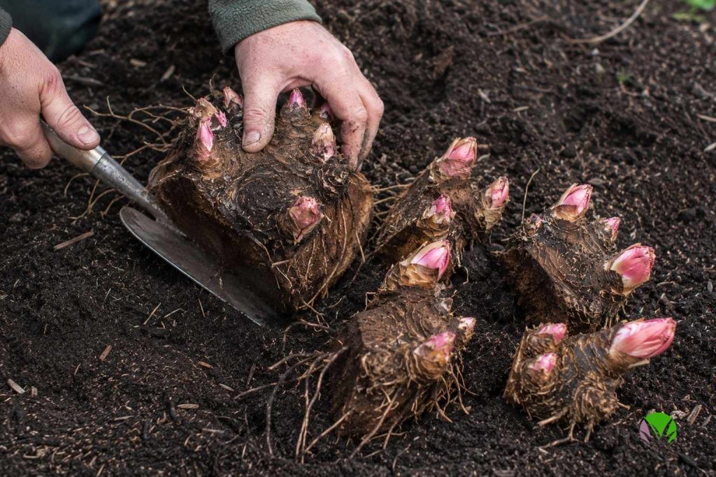 A lifted rhubarb crown being divided into sections with a spade in a UK garden