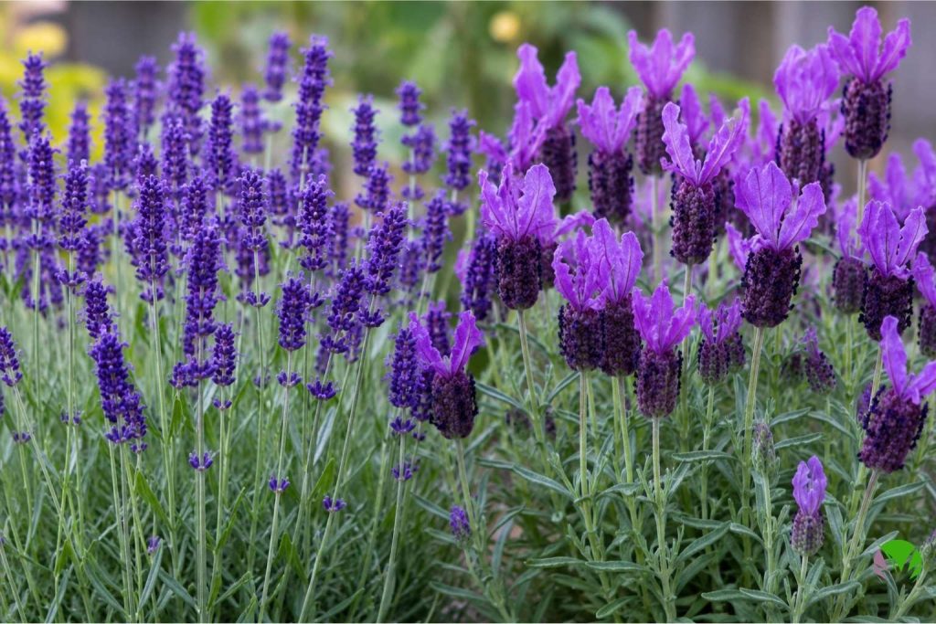 English lavender and French lavender shown side by side showing the difference in flower shape
