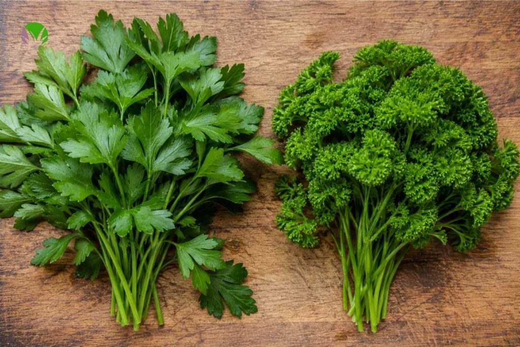 Flat-leaf parsley and curly parsley shown side by side for comparison