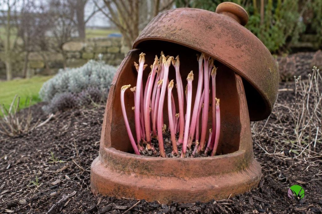 A terracotta rhubarb forcer covering a crown in a UK garden in late winter