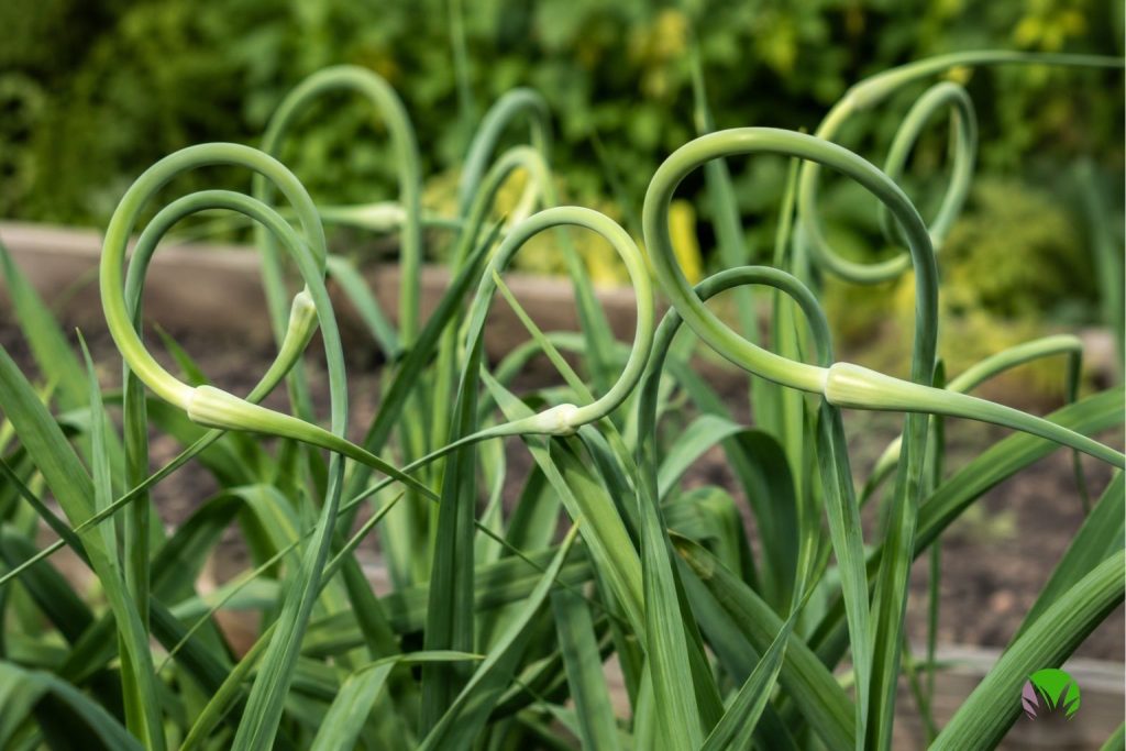 Curling garlic scapes on hardneck garlic plants in a UK garden