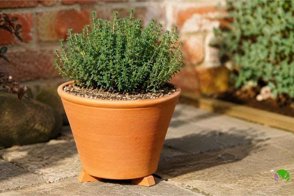 Culinary thyme growing in a terracotta pot with gritty free-draining compost in a UK garden