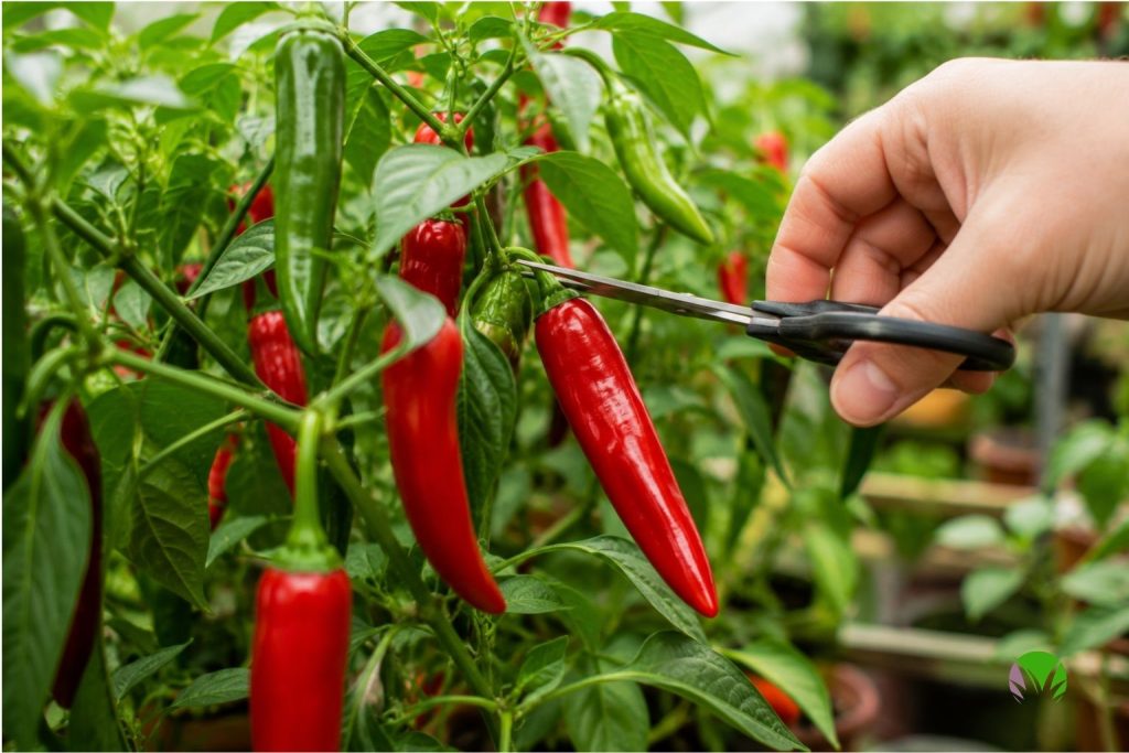 Ripe red chillies being cut from the plant with scissors in a UK garden