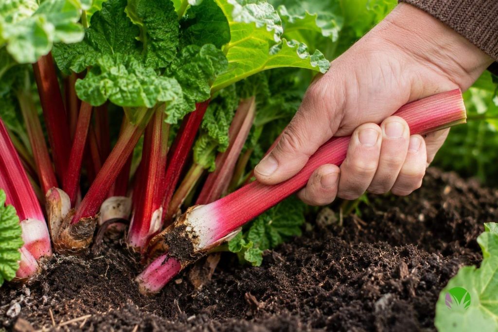 A rhubarb stem being pulled and twisted from the base of the plant in a UK garden