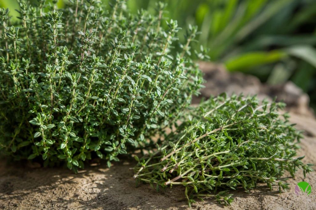 harvesting fresh thyme sprigs with scissors from a healthy plant in a UK garden