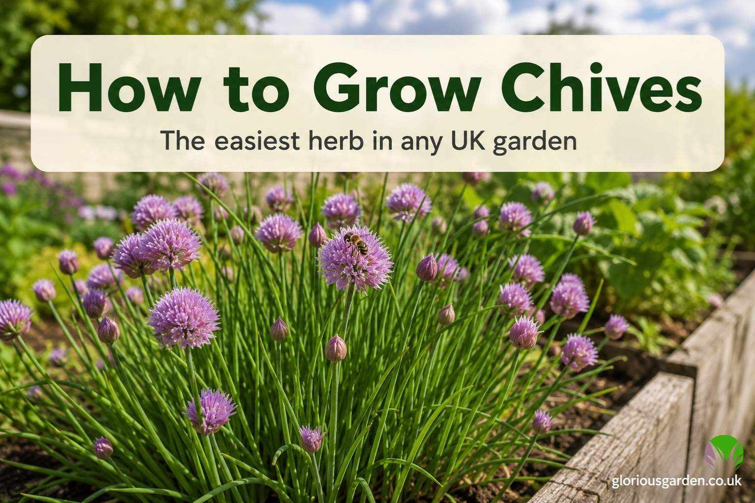 Healthy chive plant with purple flowers growing in a UK garden