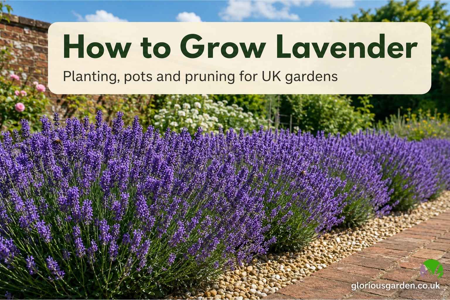English lavender in full purple bloom in a sunny UK garden