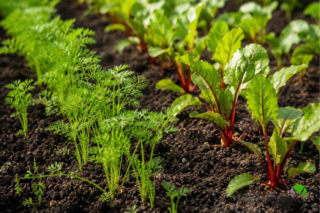 Young carrot and beetroot seedlings growing in a UK vegetable bed in summer