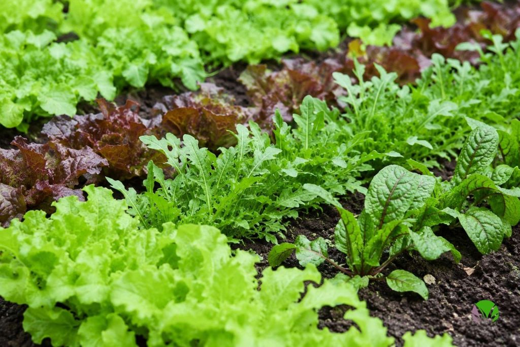 Rows of young salad leaves growing in a UK garden bed in summer