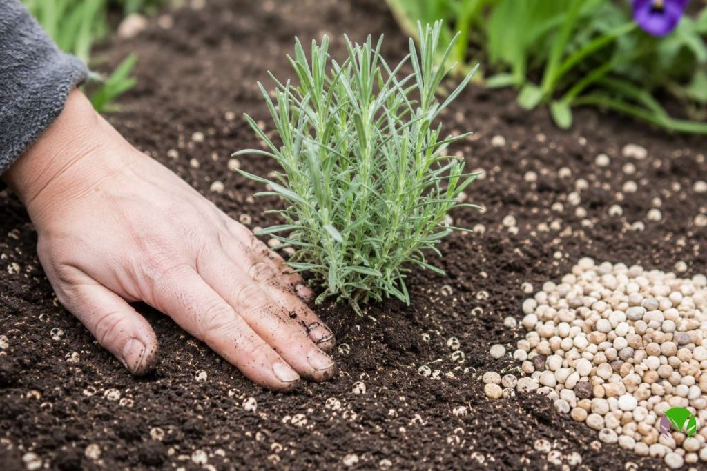 Lavender being planted in a UK garden with horticultural grit mixed into the soil for drainage