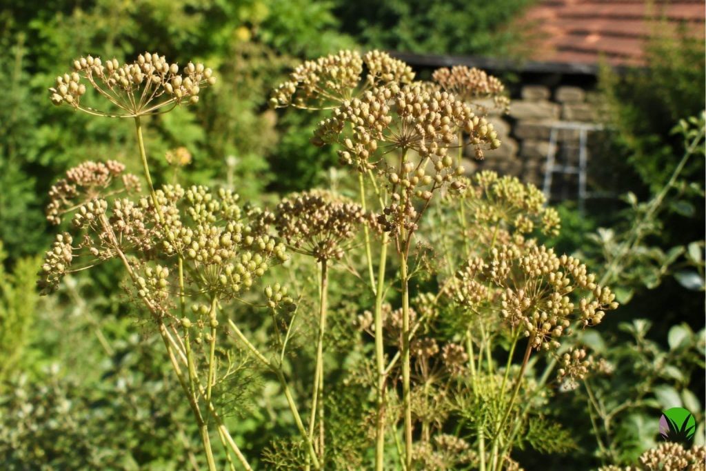 Coriander seed heads turning brown and ready to harvest for saving seed in a UK garden