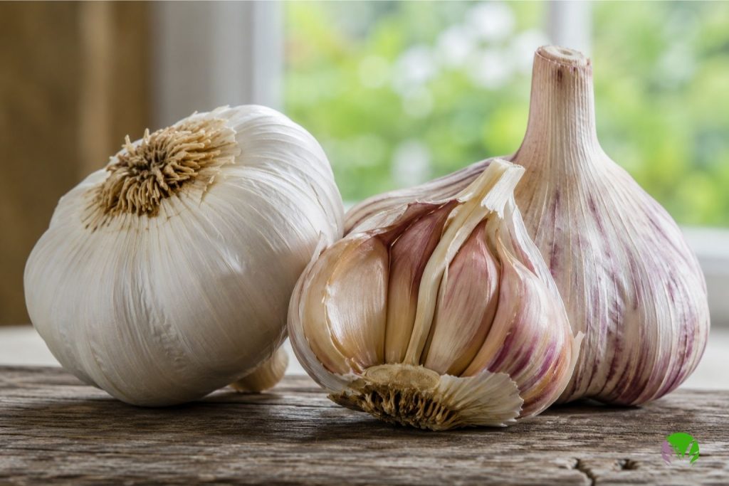 Softneck and hardneck seed garlic bulbs shown side by side for comparison