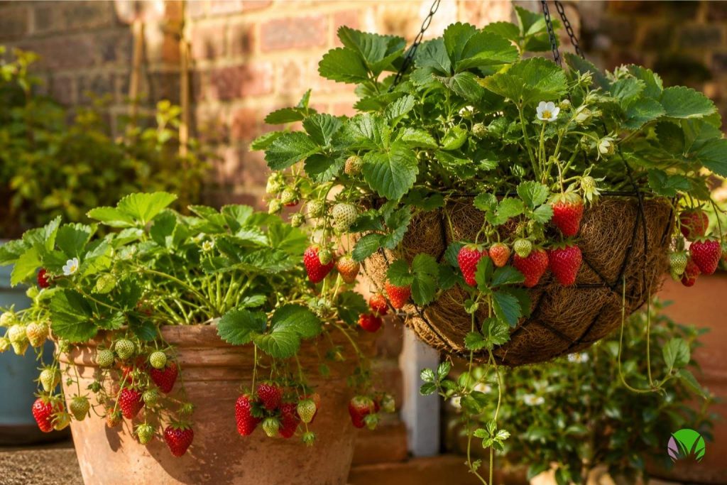 Strawberry plants fruiting in a hanging basket and container on a sunny UK patio