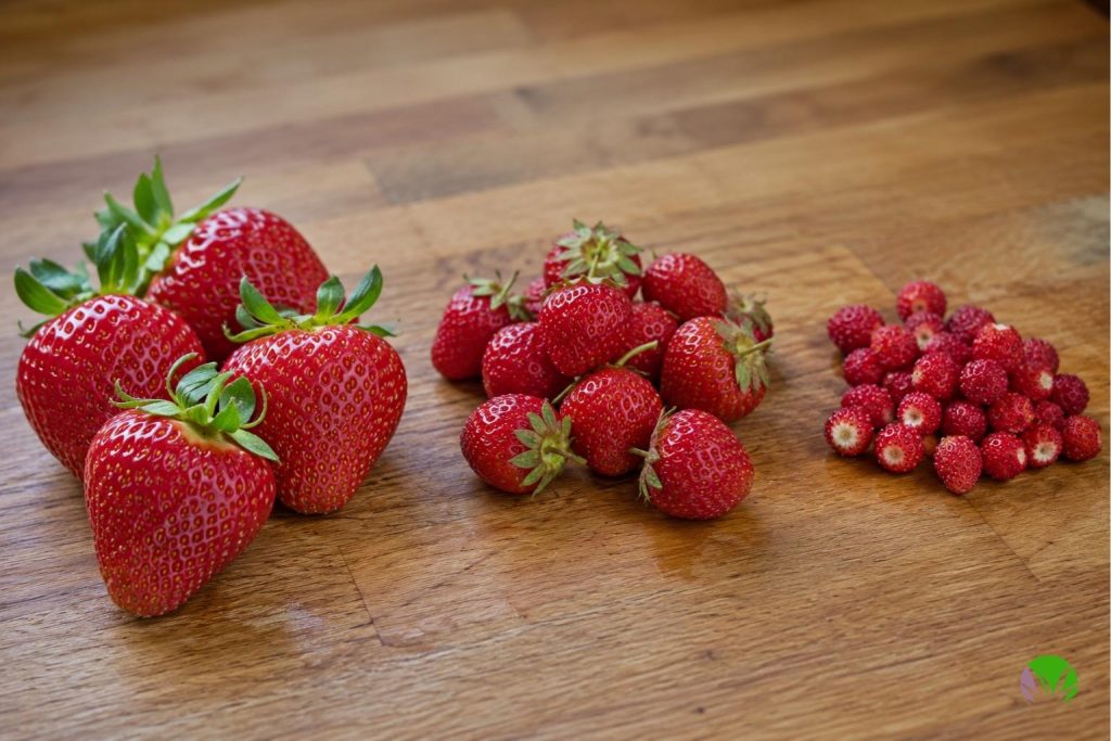 Summer-fruiting, everbearing and alpine strawberries shown together for comparison