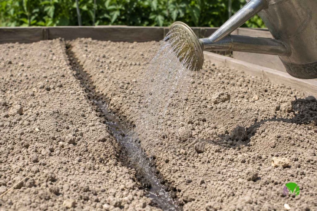 Watering the bottom of a seed drill before sowing in dry August soil