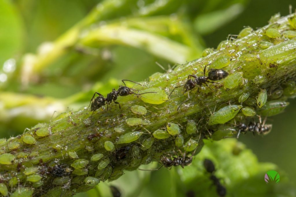 Ants running along a stem among a colony of aphids they are farming