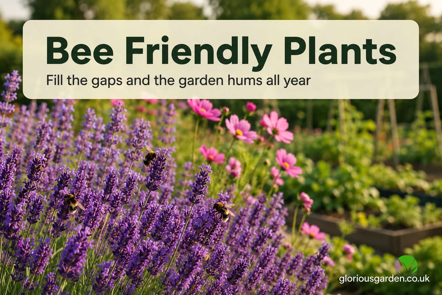 Bee friendly plants UK, bumblebees feeding on lavender in a summer garden border