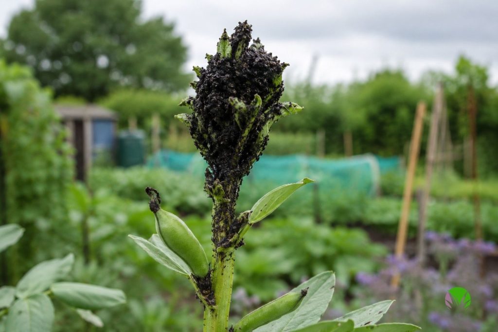 Blackfly clustered on the growing tip of a broad bean plant