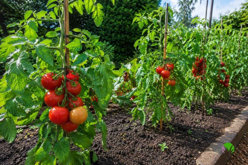 Healthy blight resistant tomato plants cropping heavily in a wet summer