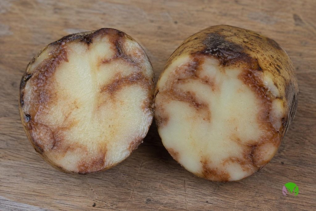 Blighted potato tuber cut in half showing rusty brown marbling under the skin