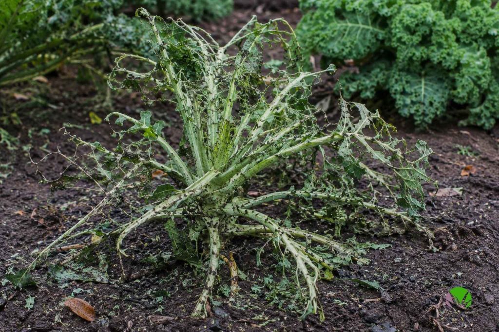 Kale plant stripped to bare leaf veins by cabbage white caterpillars