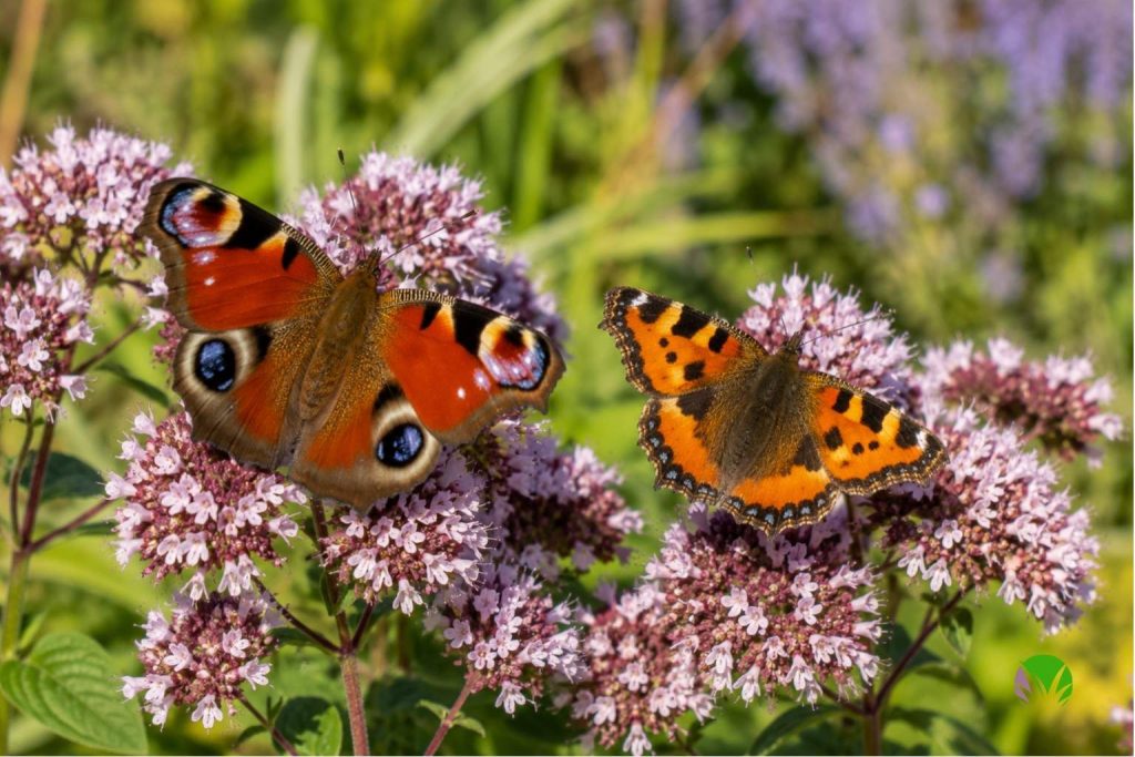 Peacock and small tortoiseshell butterflies feeding on flowering marjoram