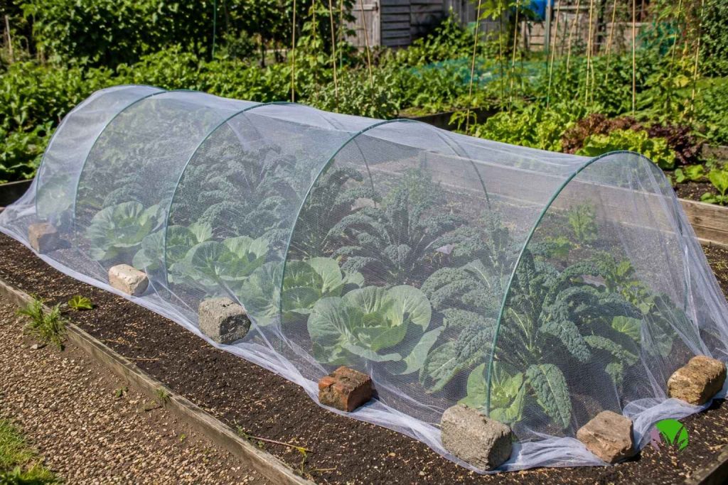 Fine insect netting held on hoops over a bed of brassicas to keep cabbage whites off