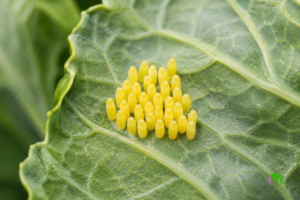 Cluster of yellow cabbage white butterfly eggs on the underside of a cabbage leaf