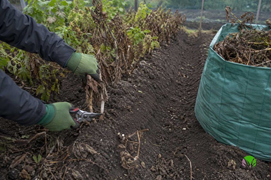 Cutting blighted potato foliage off at ground level with secateurs