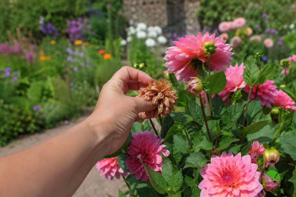 Fingers pinching a faded dahlia bloom off a plant covered in fresh flowers