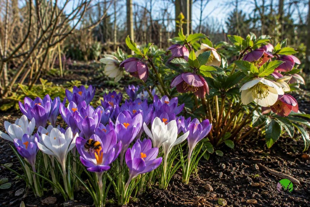 Bee feeding on early spring crocus and hellebore flowers in a UK garden