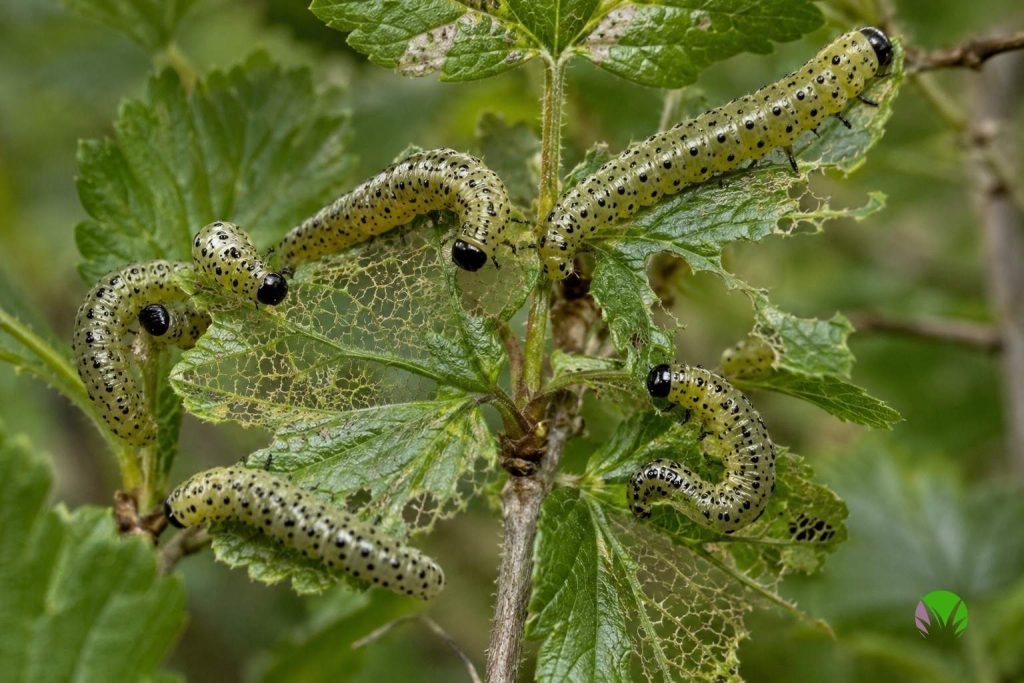 Gooseberry sawfly larvae, pale green caterpillars with black spots stripping gooseberry leaves