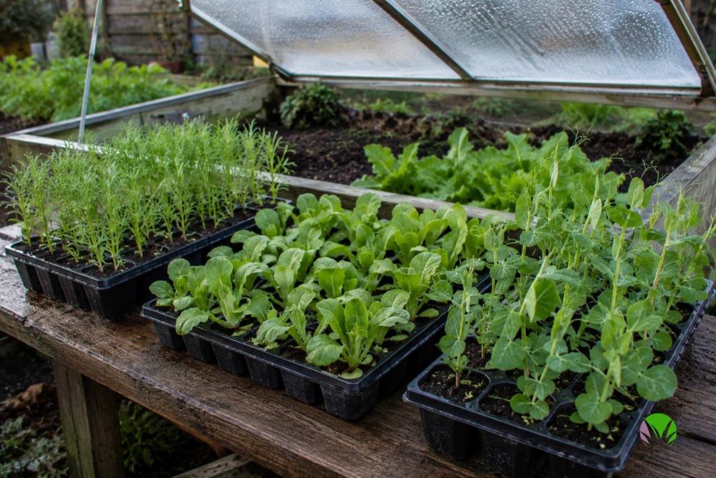 Hardy annual seedlings in module trays sown in September for early flowering