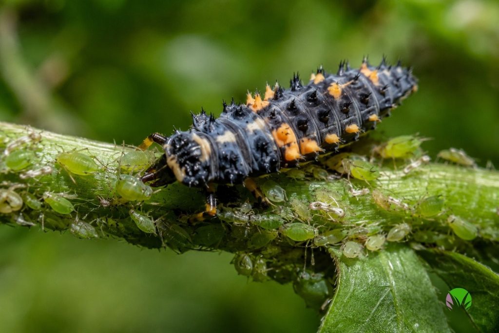 Ladybird larva feeding on a colony of greenfly on a plant stem