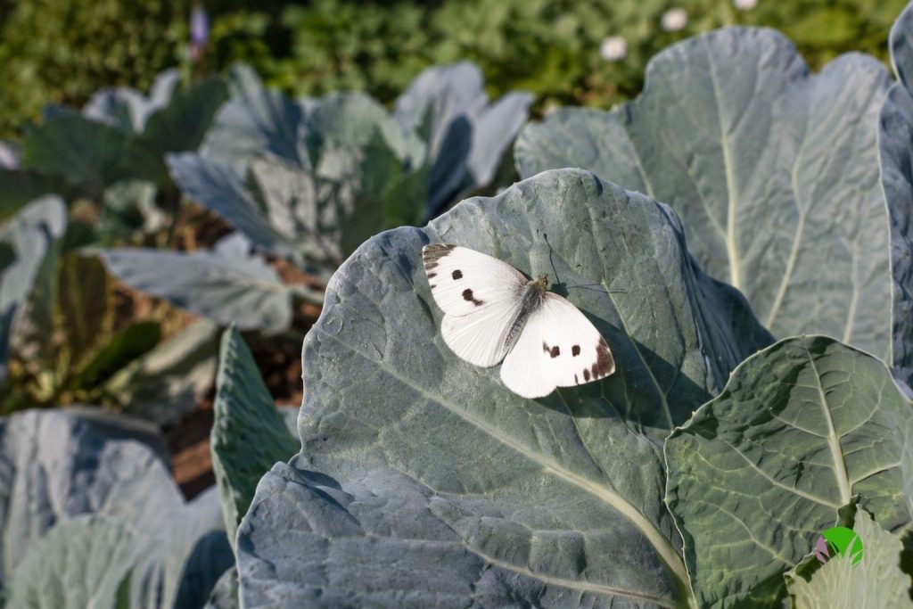 White butterfly with black wing tips resting on a brassica leaf in a vegetable garden