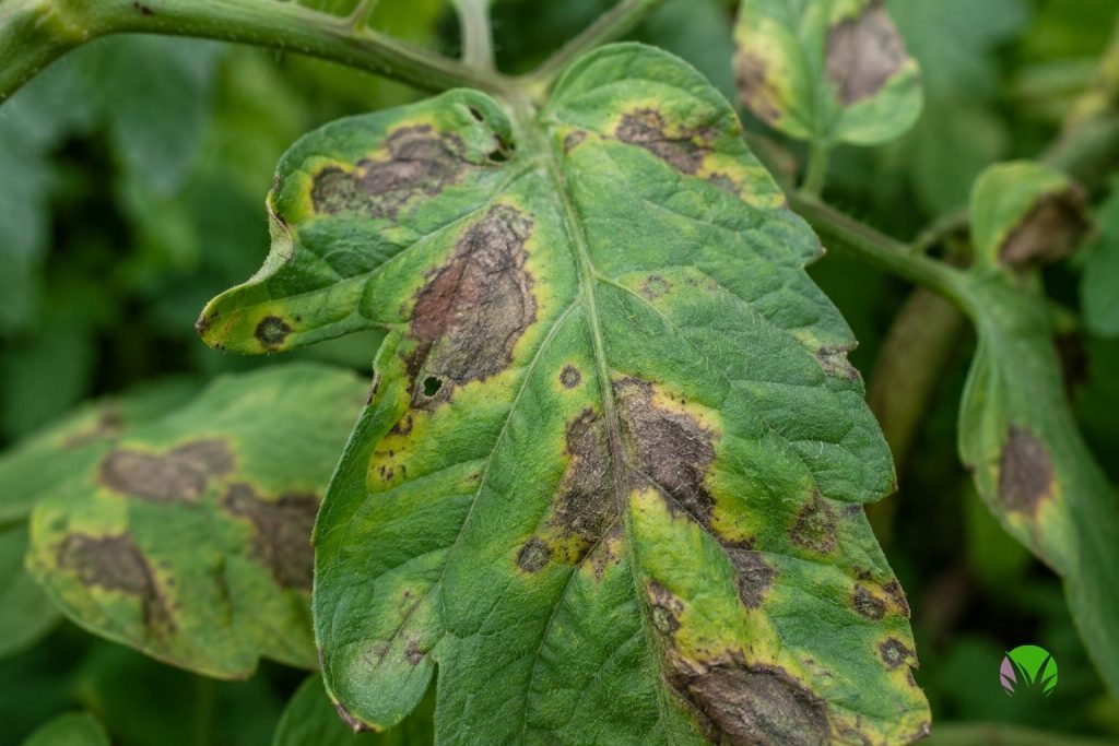 Late blight on tomato leaves, irregular brown watery patches with pale yellow halo