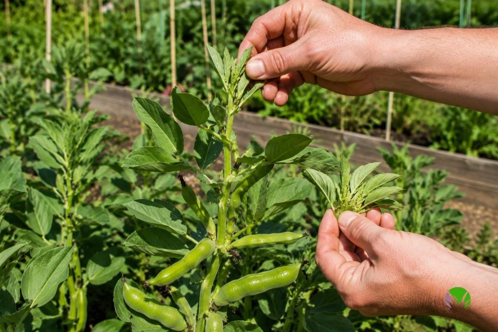 Pinching out the top of a broad bean plant once the lower pods have set