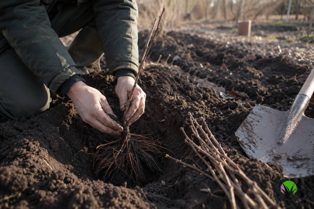 Bare-root raspberry canes being planted in a row in winter with roots spread wide