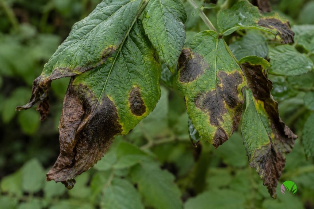 Potato blight symptoms, dark brown patches with pale yellow halos on potato leaves