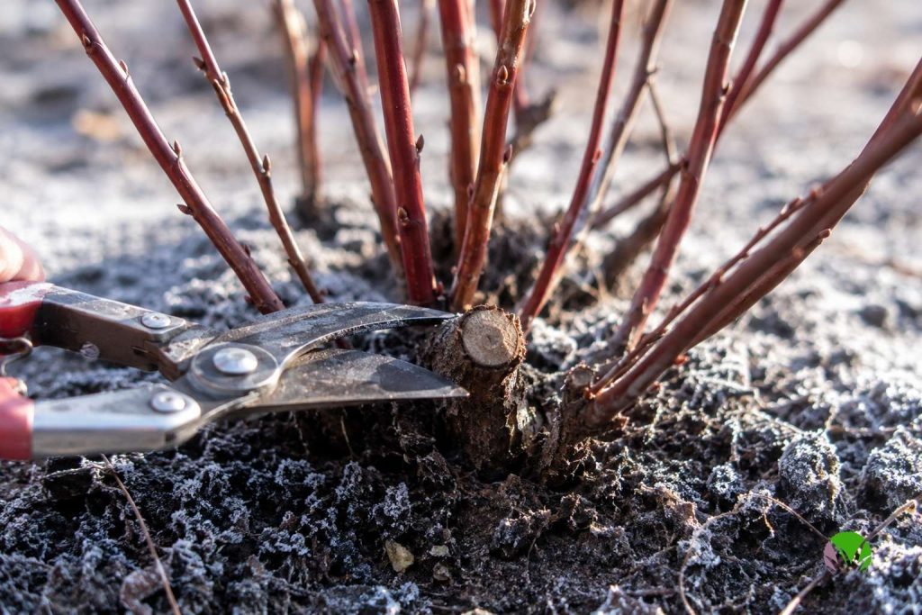Secateurs cutting an old dark stem from the base of a dormant blueberry bush in late winter