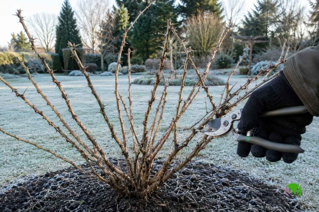 Pruning a gooseberry bush to an open goblet shape with secateurs in winter