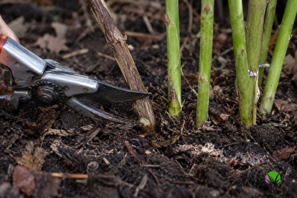 Secateurs cutting old fruited raspberry canes down to ground level