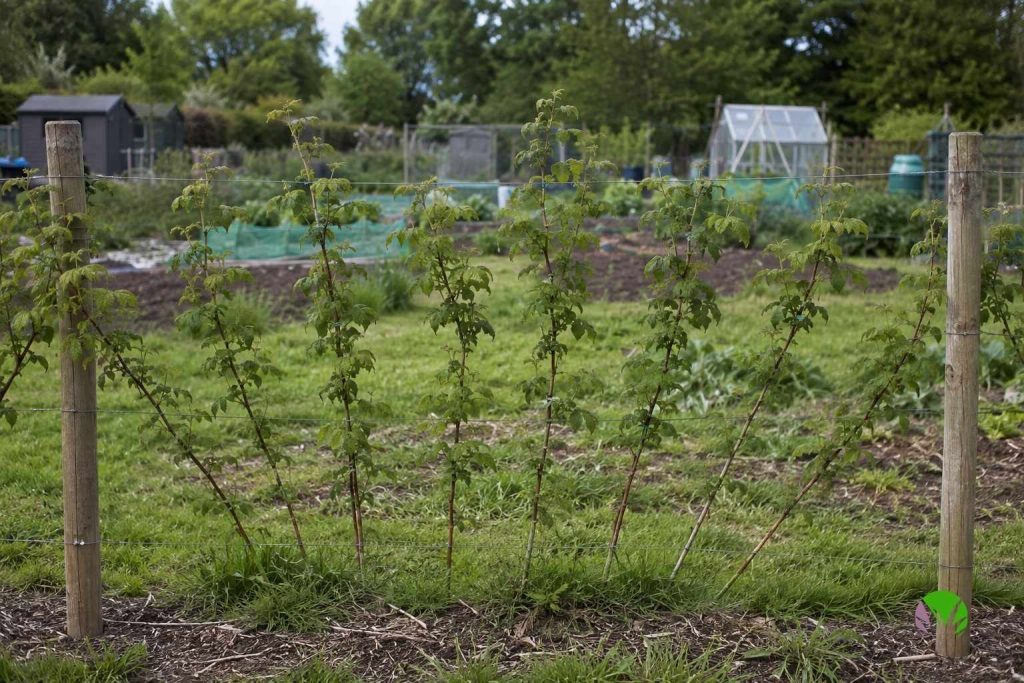 Raspberry canes tied into horizontal wires between wooden posts in a garden row