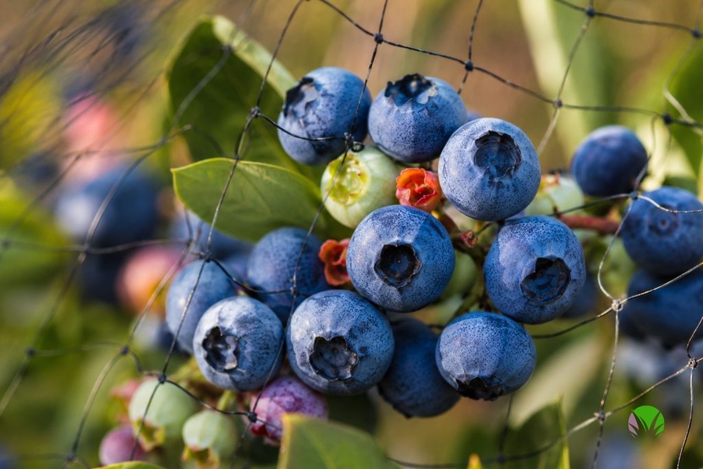 Cluster of ripe blueberries with a grey bloom under fine bird netting