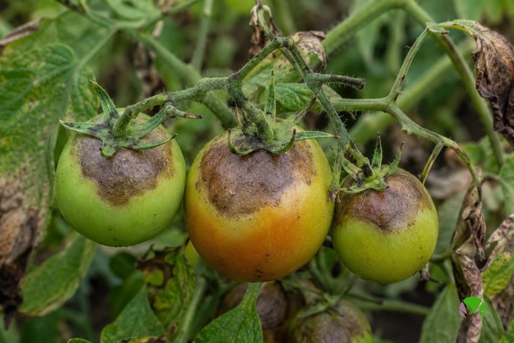 Tomato blight on fruit, firm brown leathery patches on the shoulders of green tomatoes