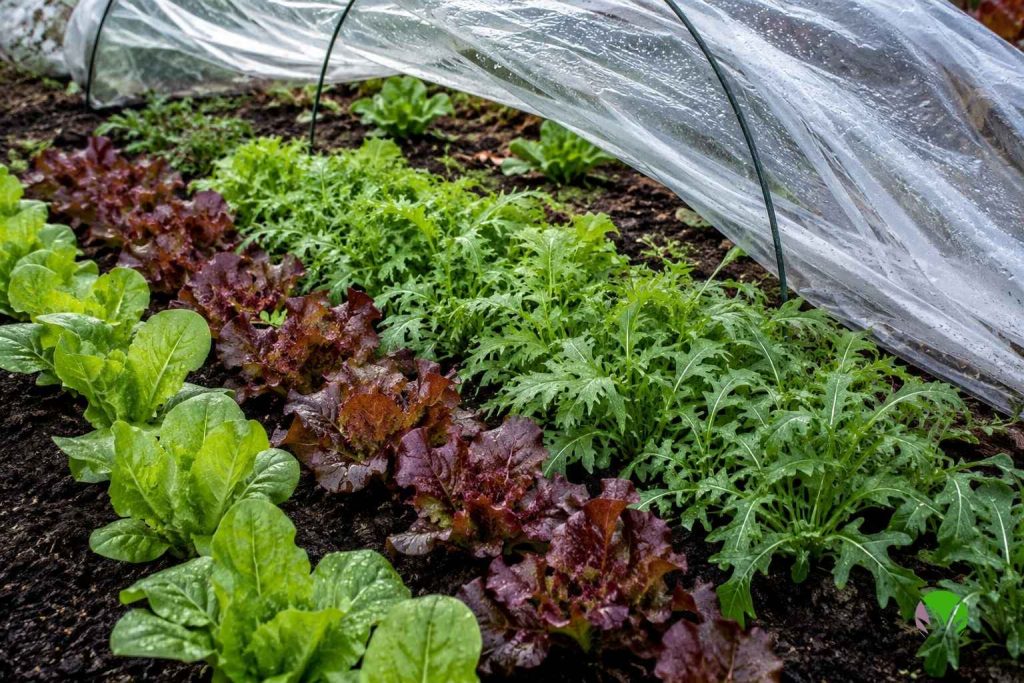 Rows of winter lettuce, rocket and oriental leaves growing under a cloche in autumn